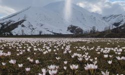 Güzeldere Vadisi’nde çiğdemler ve kar manzarası görsel şölen oluşturdu