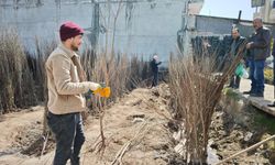 Ahlat’ta fidan satışları başladı