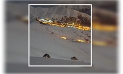 Hakkari’de masalsı manzara: Tilkilerin neşeli anları