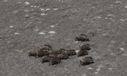 Adilcevaz’da domuzlar sürüleri ekili alanlara zarar veriyor