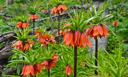 Mutki’de ters lale şöleni