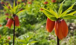 Yumrumeşe’de Ters Laleler Görenleri Büyülüyor