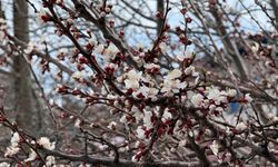 Tatvan'da kayısı ağaçları çiçek açtı