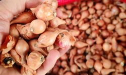 Kıska tohumu Ahlat’ta baharın en çok aranan ürünü oldu