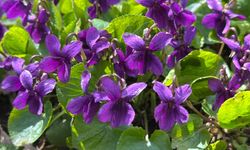 Ahlat’ta baharın müjdecisi menekşeler açtı