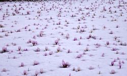 Çiğdemler karla buluştu, eşsiz manzaralar oluştu