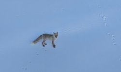 Ahlat kırsalında yiyecek arayan tilki dron kamerasına takıldı