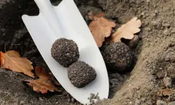 Türkiye'de kilosu neredeyse 20 bin lira oldu: Yetiştirenler zengin olacak