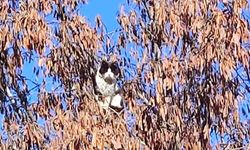 Tatvan'da kuşlara özenen kedi ağaçta mahsur kaldı