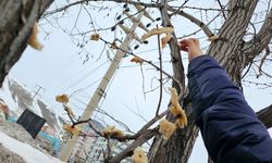 Bitlis’te gönüllüler kuşlar için ağaçlara yiyecek astı