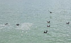 Nesli tehlike altındaki dikkuyruk Van Gölü’nde objektiflere yansıdı