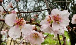 Hizan’da badem ağaçları çiçek açtı, bahar yüzünü gösterdi