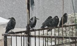 Tatvan’da kargalar şaşkın: Hava bir kış bir bahar