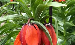 Yumrumeşe’de Ters Laleler Görenleri Büyülüyor