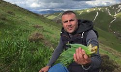Bitlis dağlarında çiriş otu mesaisi sürüyor