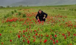 Güroymak ovası kırmızı lalelerle renklendi
