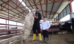 140 kiloluk keçi kurban pazarının gözdesi oldu