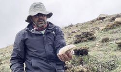 2 bin rakımda yetişiyor, değeri altınla yarışıyor