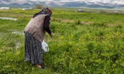 Ağrı'da yöresel otlar kışlık için özenle hazırlanıyor