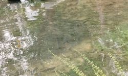 Akıntının arttığı Fırat Nehri'nde binlerce balık kıyıda görüldü