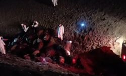 Arı saldırısı felakete dönüştü: 816 koyun telef
