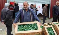 Bingöl'de 330 bin sebze fidesi üreticilere teslim edildi