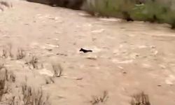 Bingöl'de sel sularına kapılan at son anda kurtarıldı