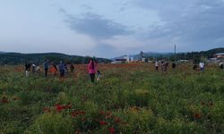 Bingöl’deki gelincik tarlası ziyaretçileri büyülüyor