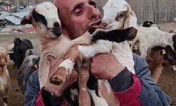 Çobanın oğlaklarla olan bağı görenleri gülümsetti