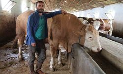 Elazığ'da 1 ton 200 kiloluk dev tosun satışa çıktı
