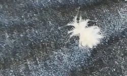 Elazığ'da 'Dikenli Dantel Böceği' kameralara yansıdı