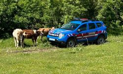 Elazığ'da kaybolan inekler dron ile bulunarak sahibine teslim edildi