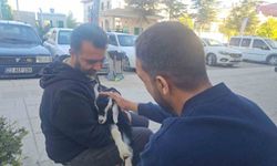 Elazığ'da 'Zeytin' isimli oğlak, mahallenin neşesi oldu