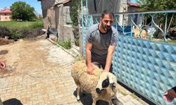 Erzincan'da kaçan kurbanlık koyun zorlu kovalamacanın ardından yakalandı