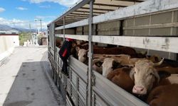 Erzincan'da kurbanlık sevkiyatına sıkı denetim gerçekleştirildi