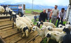 Erzincan’da tulum peyniri için Yayla mesaisi başladı