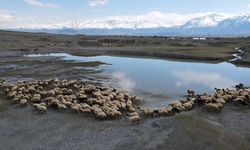 Erzincan'da yayla sezonu başladı, üreticiler günlük 5-6 bin lira tasarruf ediyor
