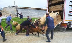 Erzincan’da yayla yolculuğunda zorlu yükleme
