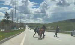 Erzurum'da kaçan kurbanlıklar trafiği birbirine kattı