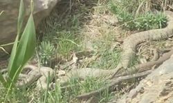 Hakkari'de doğaseverlere dev engerek sürprizi