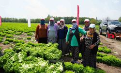 Iğdır'da sezonun ilk hasadı marulla yapıldı