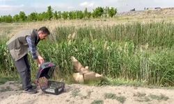 Iğdır'da yaralı bulunan şahin tedavisinin ardından doğaya salındı