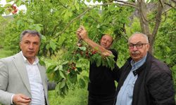İlk hasat para değil, gönül için: Kirazlar konuklara dağıtılıyor