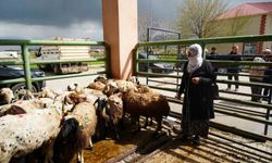 Kadın üreticilere 3 bin küçükbaş hayvan desteği yapıldı