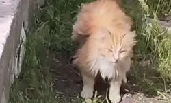 Kanat gibi tüyleriyle şaşkına çeviren kedi kameralara yansıdı
