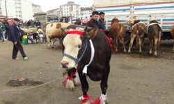 Kars'ta 700 kiloluk süslenmiş düve ilgi odağı oldu