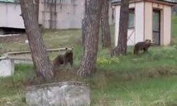 Kars'ta ayılar caddelerde cirit atıyor