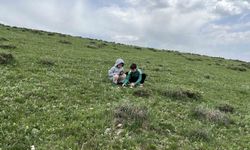 Kars'ta çocuklar doğada hem eğlendi hem mantar topladı