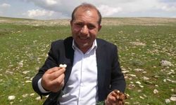 Malatya'da yüksek rakımlarda çiğdem hasadı başladı