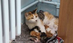 Minik misafirler sınıfa neşe kattı